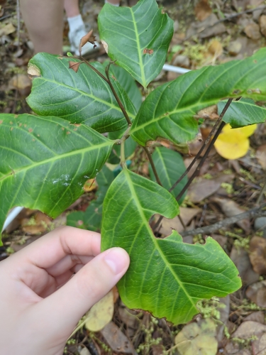 Alectryon coriaceus, 2026-10-23