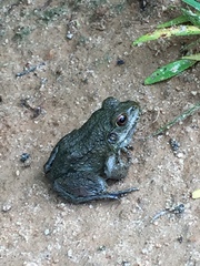 Lithobates heckscheri