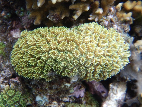 Galaxea fascicularis observed 2026-10-09