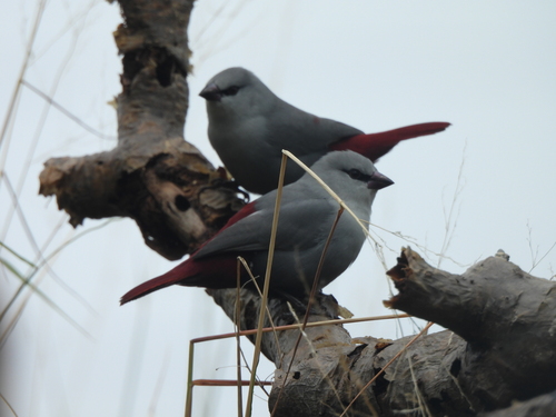 Estrilda caerulescens, 2026-10-10