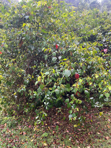 Homalanthus populifolius observed 2026-10-22