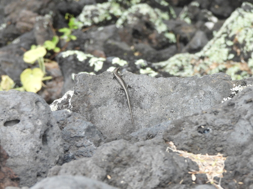 Cryptoblepharus poecilopleurus observed 2026-10-10