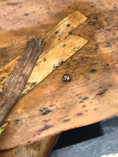 Zonitoides arboreus observed 2026-10-23