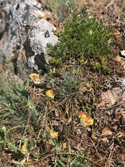 Anthyllis vulneraria boissieri