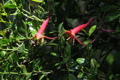 Tropaeolum pentaphyllum