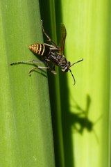 Polistes cinerascens