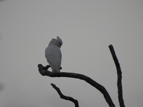 Cacatua goffiniana, 2026-10-11