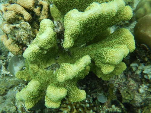 Isopora palifera observed 2026-10-09