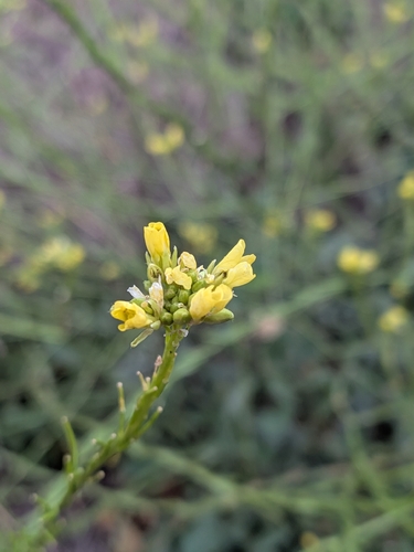 Brassica nigra observed 2026-10-21