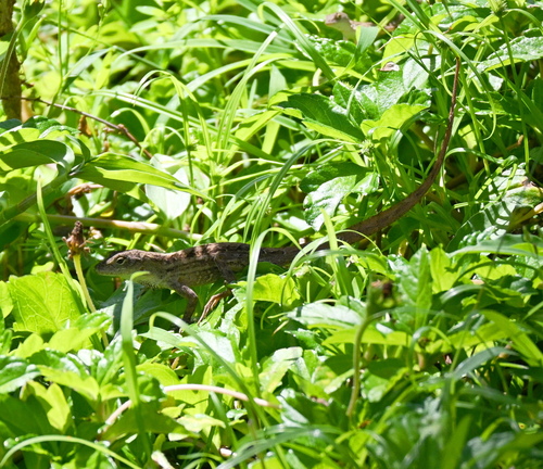 Anolis sagrei observed 2026-10-22