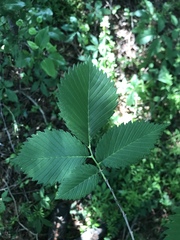 Ulmus