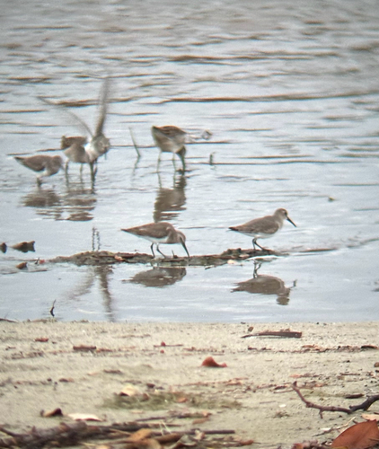iNaturalist image