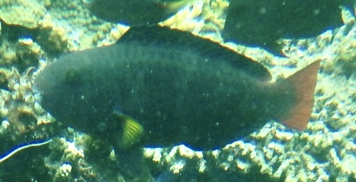Chlorurus capistratoides observed 2026-10-09