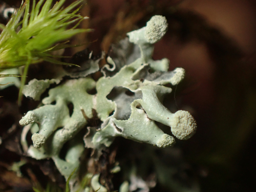 Hypogymnia tubulosa, 2026-10-22