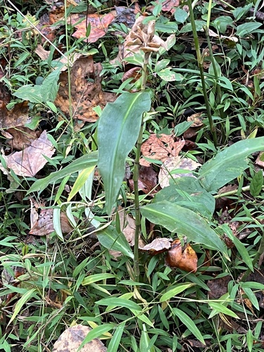 Commelina virginica observed 2026-10-10