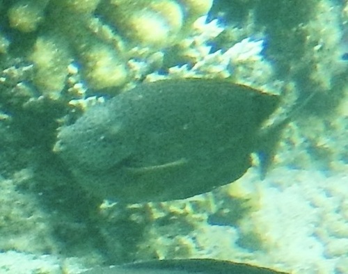 Siganus punctatus observed 2026-10-09