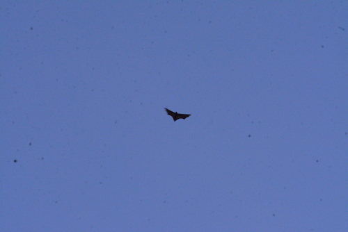 Pteropus vampyrus observed 2026-10-02