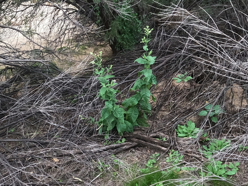 desert tobacco