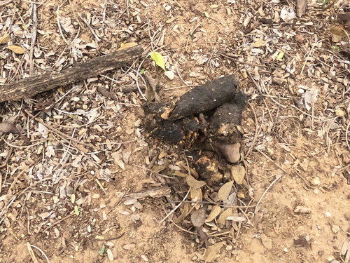 Desert Spotted Skunk