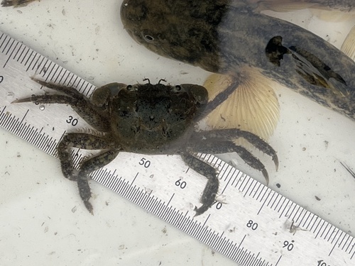 Hemigrapsus oregonensis, 2026-10-22