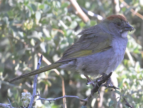 Green-tailed Towhee