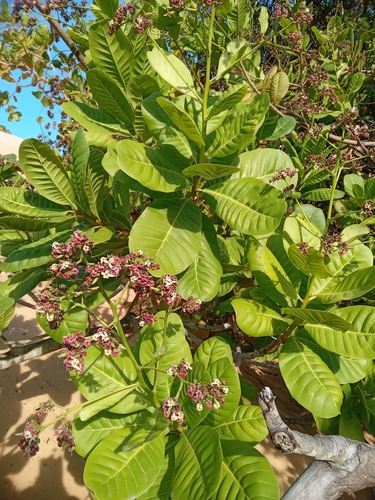 Anacardium occidentale observed 2026-10-18