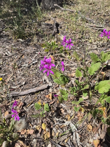 Pelargonium rodneyanum observed 2026-10-22