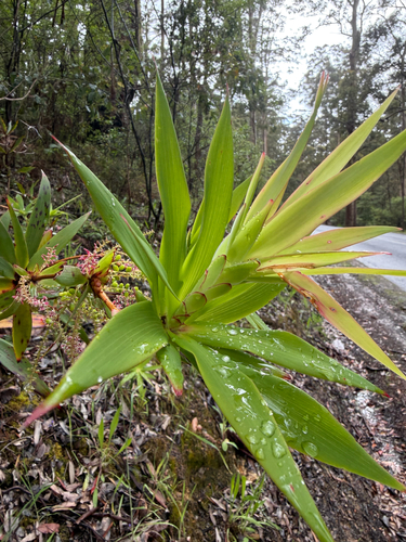 Leucopogon verticillatus, 2026-10-23