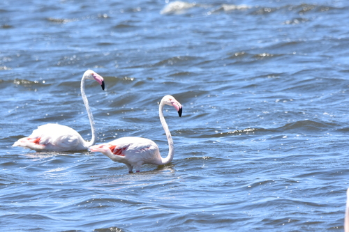 iNaturalist image