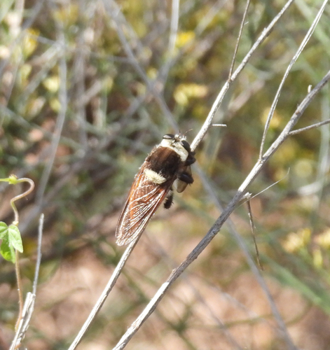 Golden-tailed Beebandit