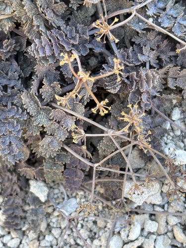 Gingidia enysii, 2026-03-07