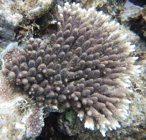Acropora spicifera observed 2026-10-09
