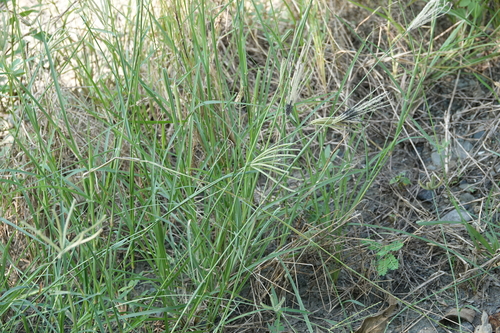 Chloris barbata observed 2026-10-20