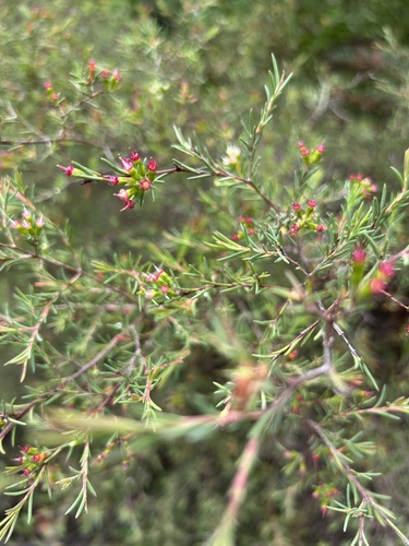 Homoranthus virgatus observed 2026-10-23