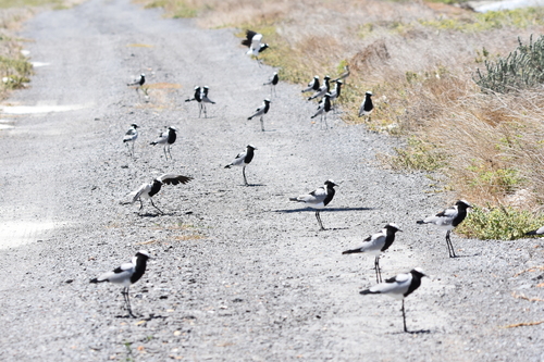 iNaturalist image