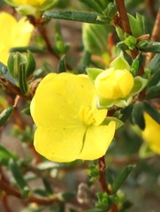 Hibbertia acerosa