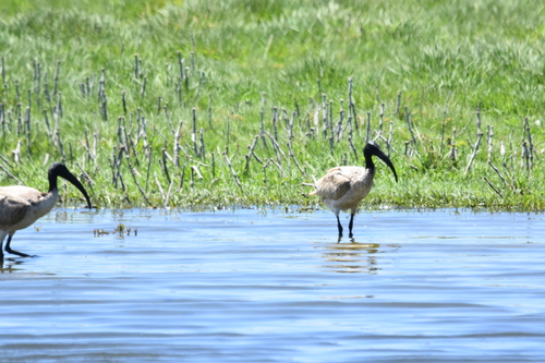 iNaturalist image