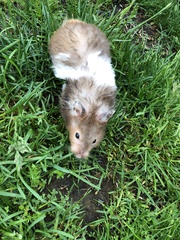 Mesocricetus auratus