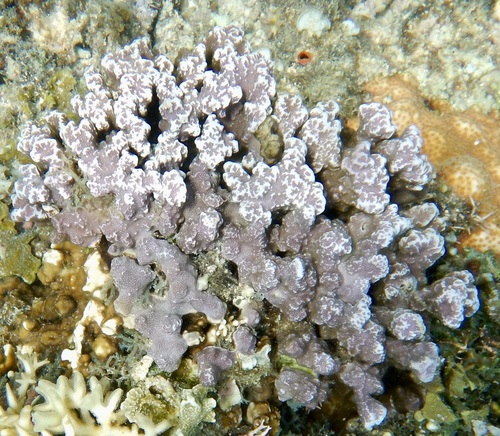 Porites rus observed 2026-10-09
