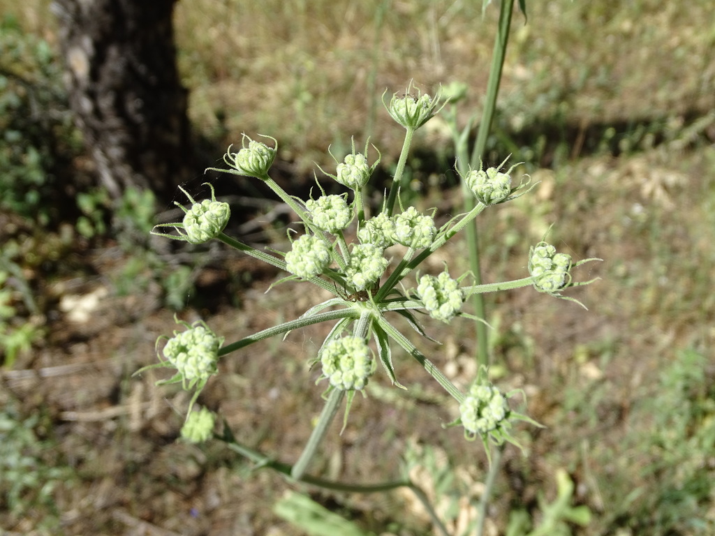 Magydaris panacifolia