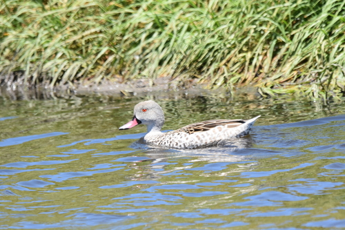 iNaturalist image