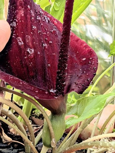 Typhonium blumei observed 2026-10-23