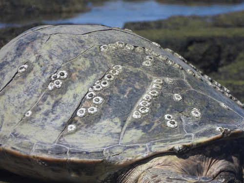 Chelonibia testudinaria observed 2026-10-11