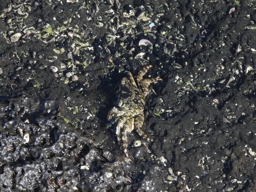 Pachygrapsus, 2026-10-11