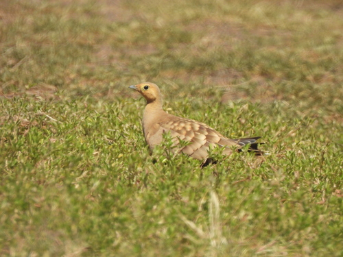 Pterocles exustus, 2026-10-11