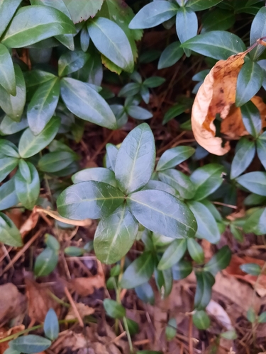 lesser periwinkle photograph by the iNaturalist community