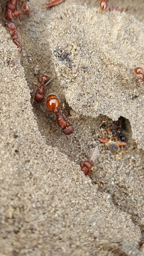 Western Harvester Ant photo 3