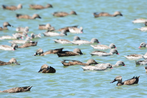 iNaturalist image