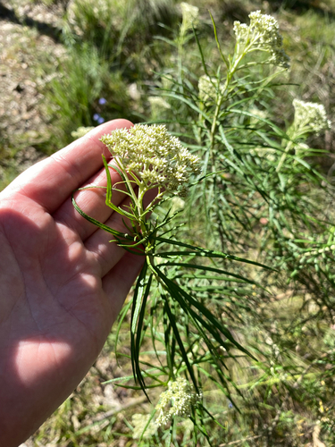 Cassinia longifolia, 2026-10-23