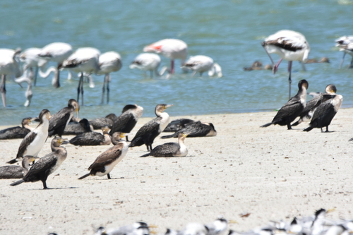 iNaturalist image